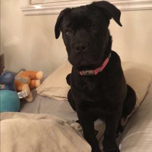 Meet your Posher, Nina